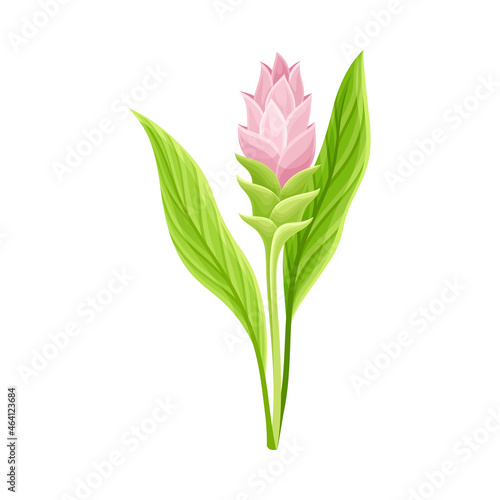 Flowering Plant of Turmeric with Green Leaves and Stem Closeup Vector Illustration