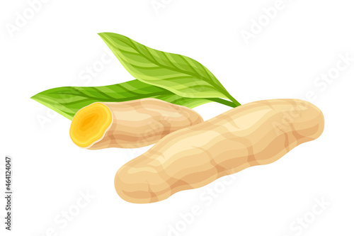 Turmeric or Curcuma Longa Rhizome Used in Asian Cuisine with Green Leaf Closeup Vector Illustration