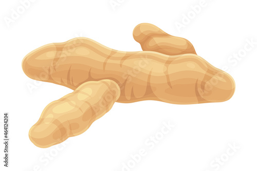 Turmeric or Curcuma Longa Rhizome Used in Asian Cuisine Closeup Vector Illustration