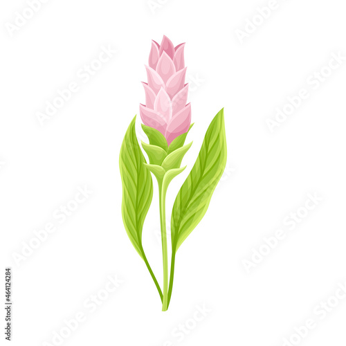Flowering Plant of Turmeric with Green Leaves and Stem Closeup Vector Illustration photo