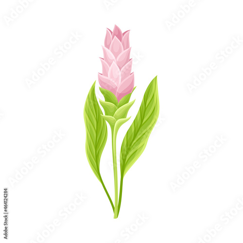 Flowering Plant of Turmeric with Green Leaves and Stem Closeup Vector Illustration