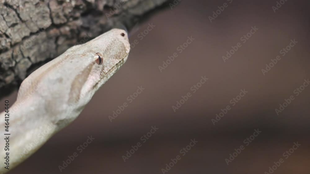 Close up of a Python snake in the wild. High quality 4k footage Close up of a Python snake in the wild. High quality 4k footage
