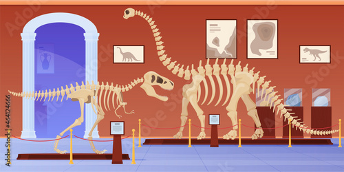 Empty museum of paleontology with dinosaurs skeletons vector flat cartoon illustration