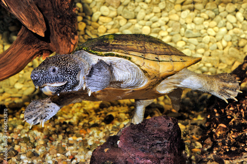 Mexican musk turtle // Große Kreuzbrustschildkröte (Staurotypus triporcatus) photo