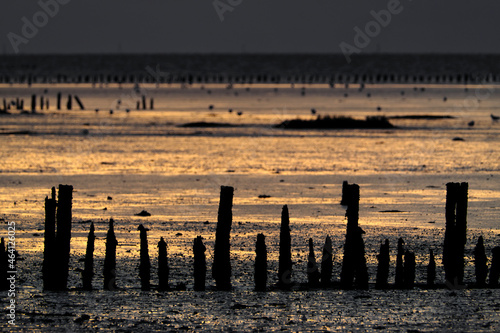 Abendstimmung im Wattenmeer an der Nordseeküste - Stockfoto