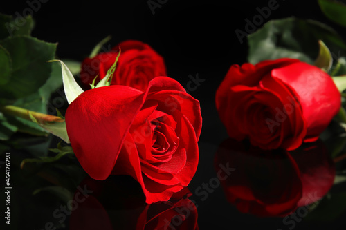 Beautiful fresh red roses on dark background