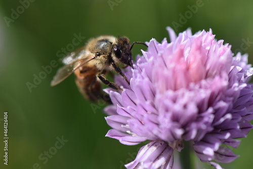 bee on a flower © Stan
