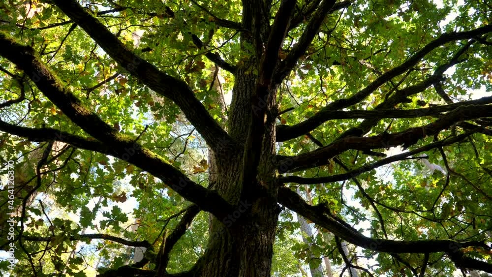 Bottom view of oak tree crown in autumn. Camera slowly spins making parallax efect. Bottom view of oak tree crown in autumn. Camera slowly spins making parallax efect.