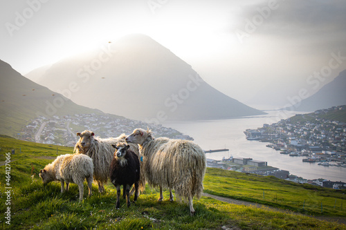 Tableau sur toile sheep on klakkur view point, klaksvik, faroe islands, north atlantic, europe