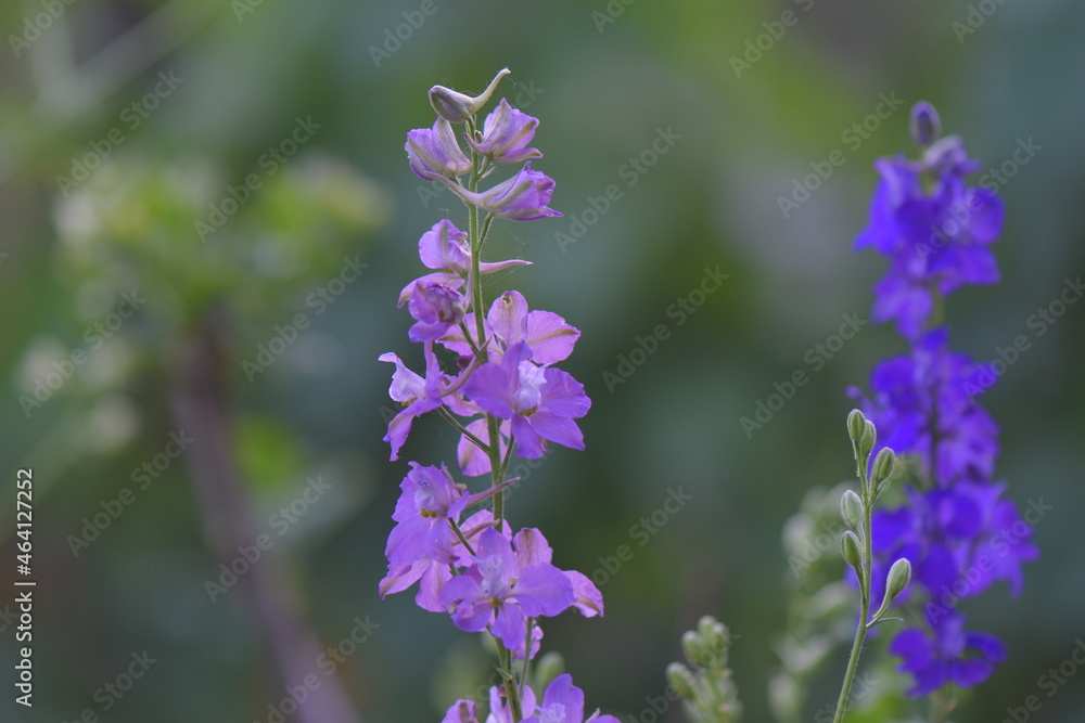 Fototapeta premium flowers in the garden