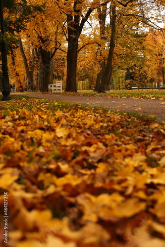 Park, drzewa, jesień, liście, złota polska jesień
