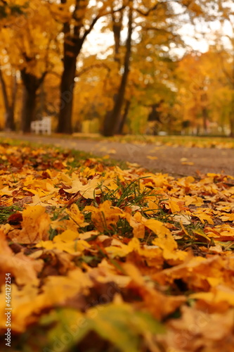 Park, drzewa, jesień, liście, złota polska jesień