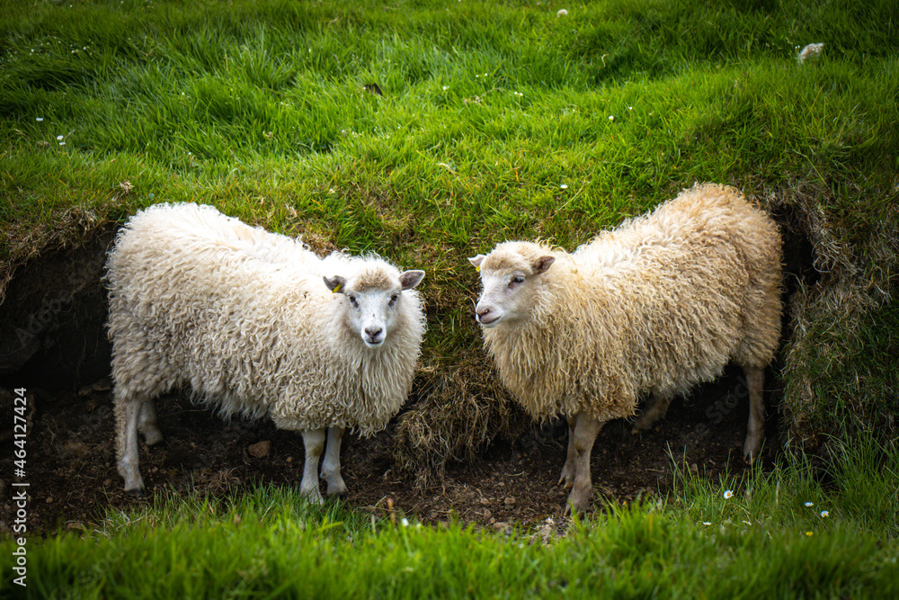 Obraz premium sheep in the mountains, faroe islands, pasture