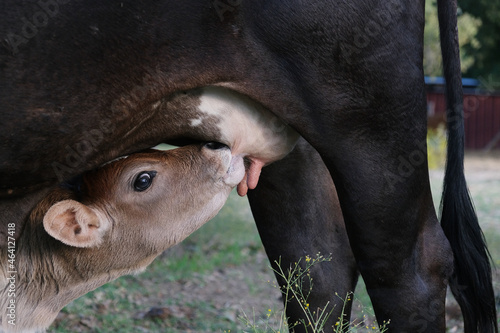 Wallpaper Mural Calf nursing cow for livestock nutrition concept on farm. Torontodigital.ca