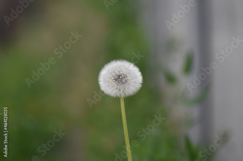 dandelion on green background