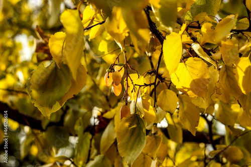 yellow leaves in autumn 