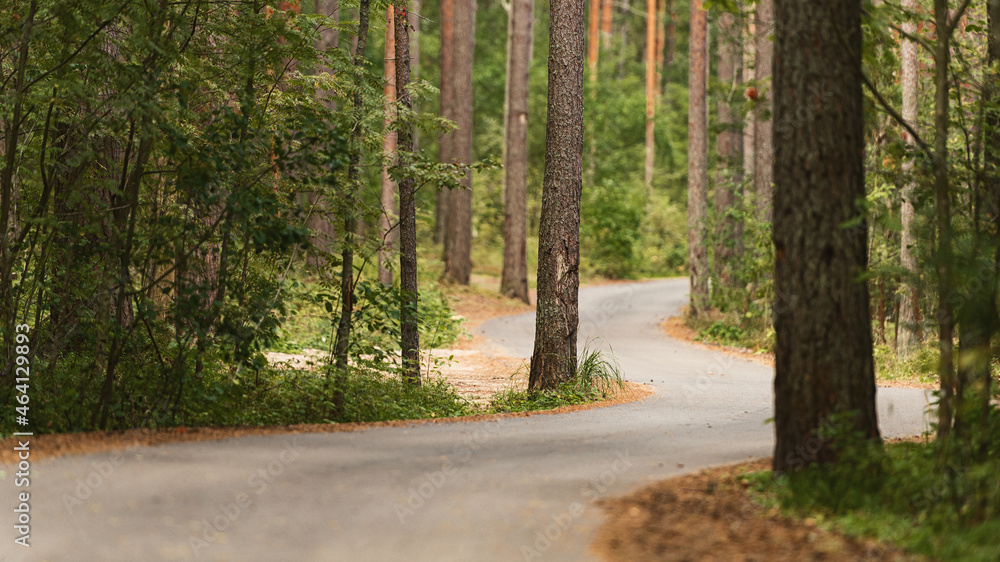 Naklejka premium A winding asphalt road through a pine forest.