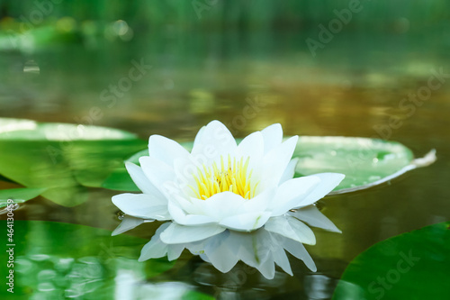 Beautiful blooming lotus flower in water