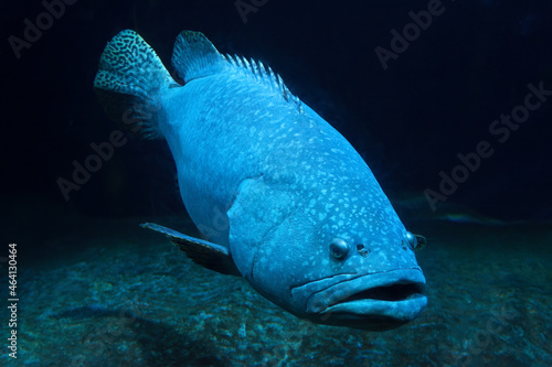 Grouper Fish in dark waters