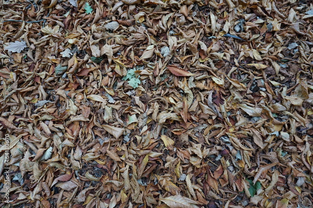 Tapis de feuille mortes à l'automne Tapis de feuille mortes à l'automne