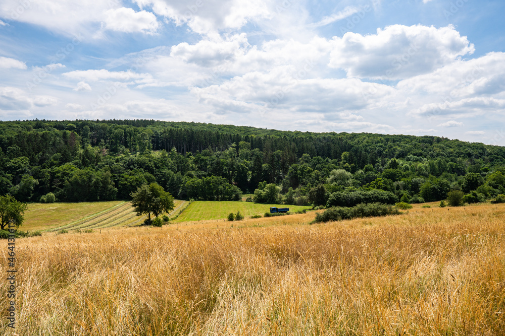 Green Forest surrounded by blue white sky and golden wheat fields near steinbachtalsperre