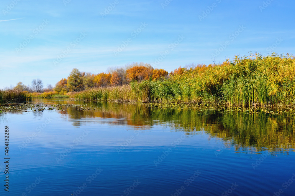 autumn, the view of trees and reeds from the river to the autumn trees of bright colors reflected in the water selective focus autumn, the view of trees and reeds from the river to the autumn trees of bright colors reflected in the water selective focus