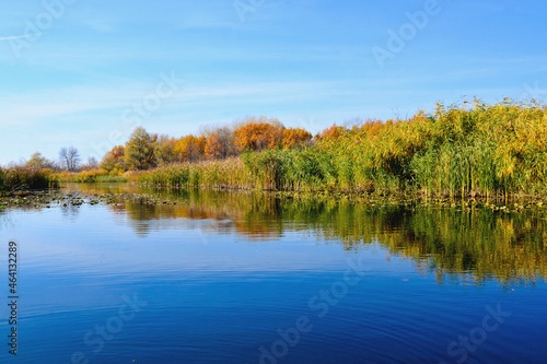autumn, the view of trees and reeds from the river to the autumn trees of bright colors reflected in the water selective focus