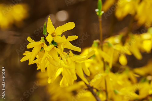 Yellow flowers of golden rain frangipani.