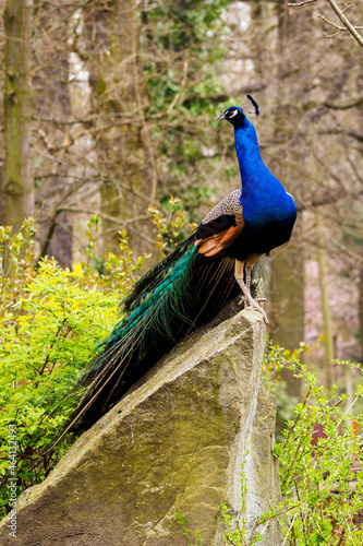 Male peacock standing on a stone.