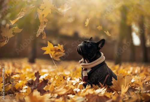 Portrait of a French Bulldog in an autumn landscape. Funny dog in the park in autumn © sushytska