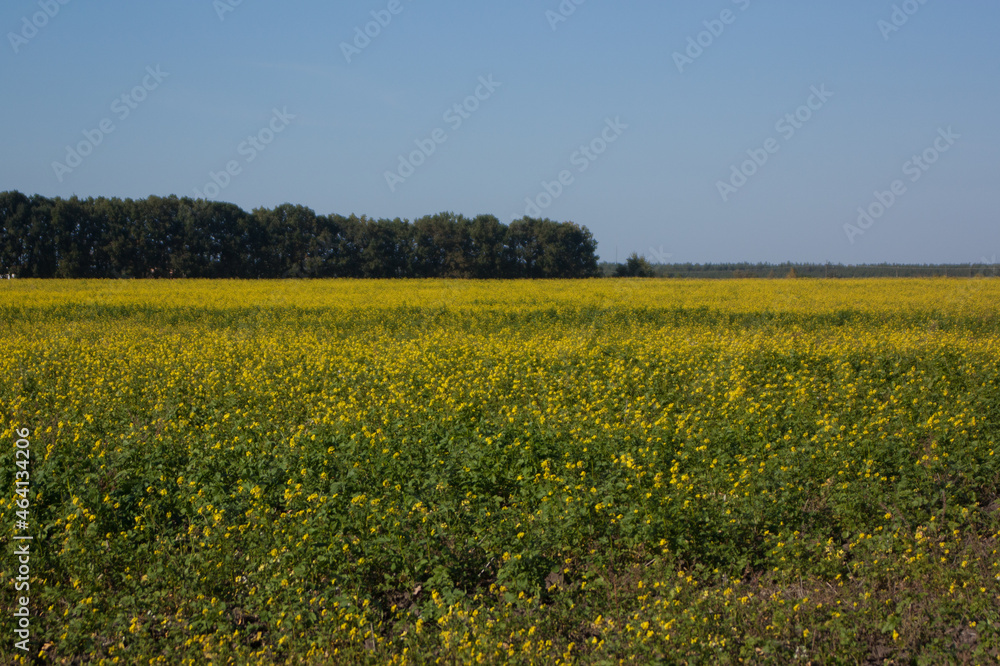 Fototapeta premium field of rapeseed