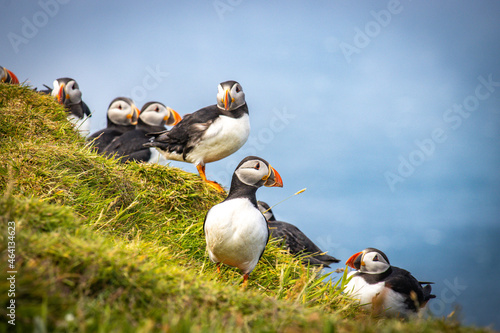 colony of atlantic puffins or common puffin, faroe islands, mykines 
