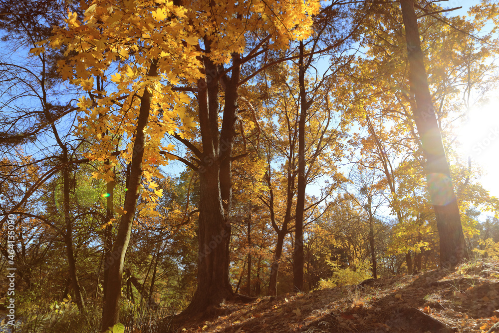 incredible autumn landscape with colorful leaves incredible autumn landscape with colorful leaves
