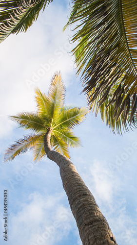 Palm trees looming above and blue skies looking down