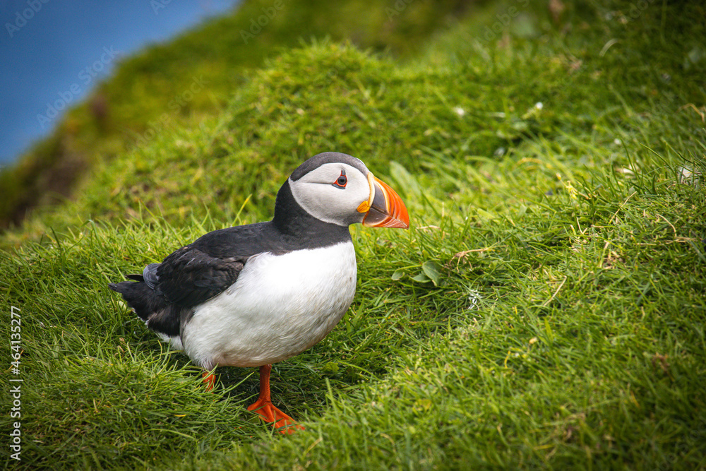 atlantic puffin or common puffin, faroe islands, mykines atlantic puffin or common puffin, faroe islands, mykines