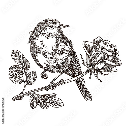 Small bird sitting on rose branch. Sketch. Engraving style. Vector illustration.