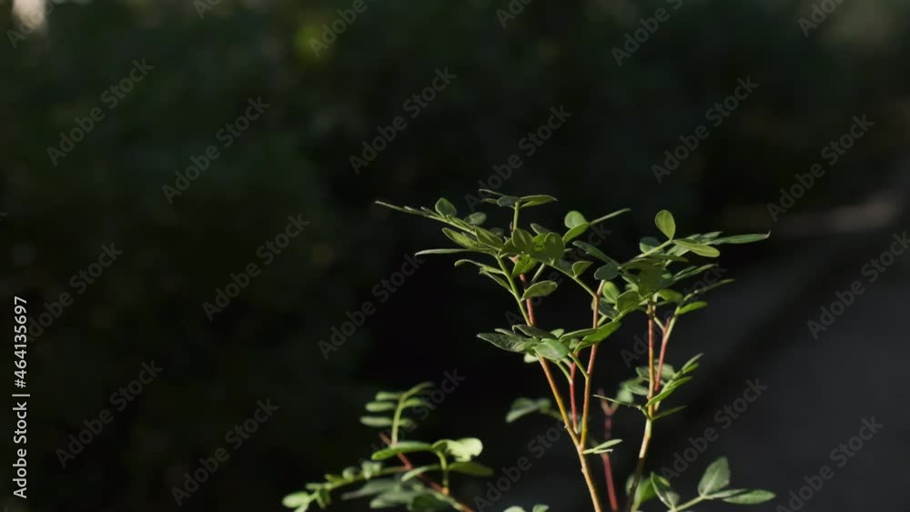 The hand touches the green leaves of wheat. Woman touch a plant. Woman walking in the forest. Woman hand. Sunny forest. Woman. The hand touches the green leaves of wheat. Woman touch a plant. Woman walking in the forest. Woman hand. Sunny forest. Woman.