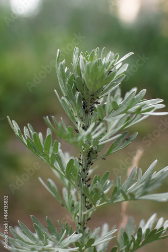 The green young shoot of the wormwood plant is affected by aphid insects in the summer