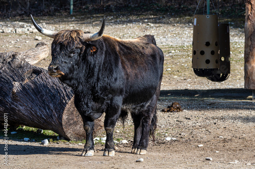 Fotografie Heck cattle, Bos primigenius taurus or aurochs in a German park