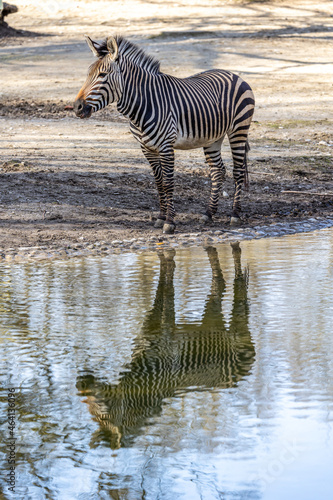 Hartmann s Mountain Zebra  Equus zebra hartmannae. An endangered zebra