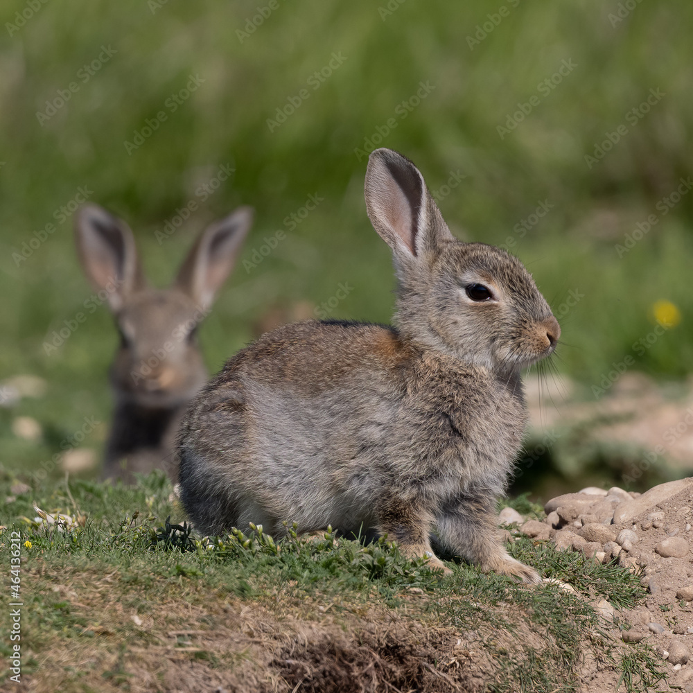 European rabbit, Common rabbit, Oryctolagus cuniculus sitting on a meadow at Munich European rabbit, Common rabbit, Oryctolagus cuniculus sitting on a meadow at Munich