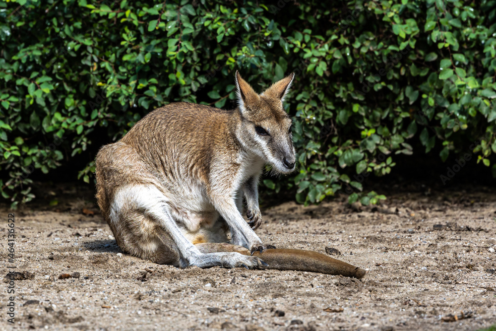 The agile wallaby, Macropus agilis also known as the sandy wallaby The agile wallaby, Macropus agilis also known as the sandy wallaby