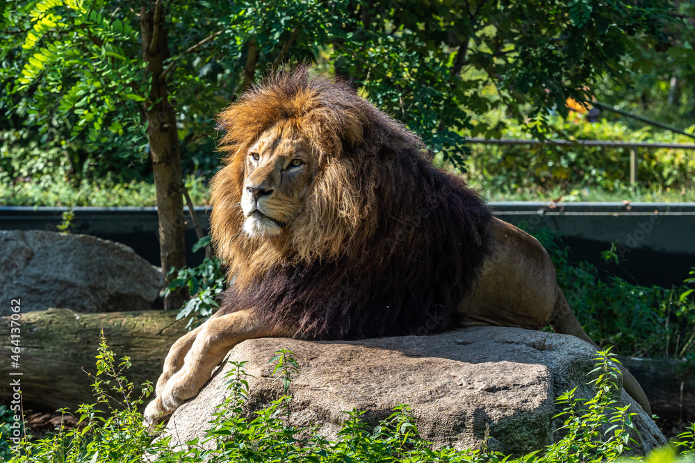 Naklejka premium The lion, Panthera leo is one of the four big cats in the genus Panthera