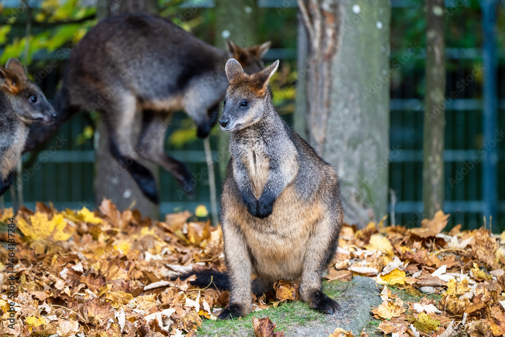 Swamp Wallaby, Wallabia bicolor, is one of the smaller kangaroos Swamp Wallaby, Wallabia bicolor, is one of the smaller kangaroos