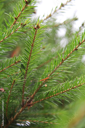 Pine needles and spider s web.