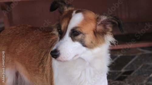 border collie puppy