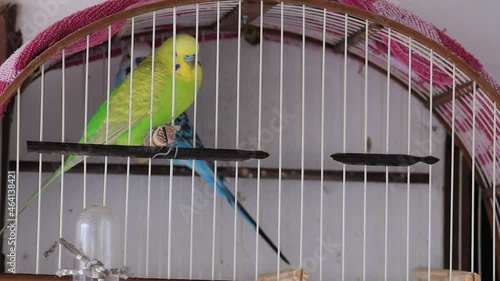 bird in cage
