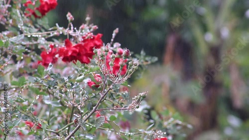 red flowers in the garden