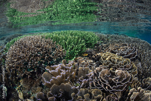 Delicate yet incredibly healthy corals thrive in shallow water within Komodo National Park, Indonesia. This scenic part of the Lesser Sunda Islands harbors extraordinary marine biodiversity.