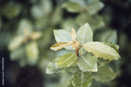 Shallow focus shot of thorny olive leaves in the blurred background photo